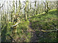 SE0722 : Path in North Dean Wood by Humphrey Bolton