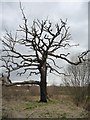 Dead tree alongside Garforth