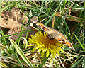 Tortoiseshell Butterfly on path near Pear Tree Lane, Euxton