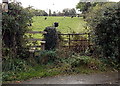 Stile to cow pasture, Weston Rhyn