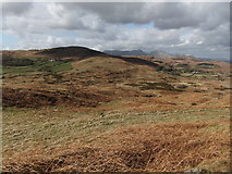 SD2787 : North of Subberthwaite Bank by David Brown