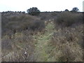 Path through the dunes