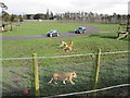 Lion reserve, Blair Drummond Safari Park