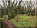 Path near Porlock Hill