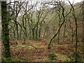 Woodland above Allerpark Combe