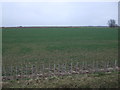 Farmland off Thacker Bank