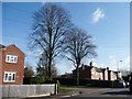 Mature trees, Grimsbury