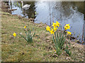 Daffodils by Lake, Bletchley Park, Milton Keynes, Buckinghamshire