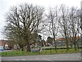 An exhortation to the trees along Broughton Road?