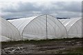 Polytunnels, Balmyle