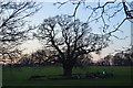 TG1907 : Oak tree, Earlham Park by N Chadwick