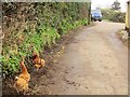 Hens in the road, Brandish Street