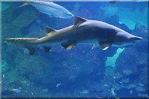 SJ4074 : Shark in the Blue Planet Aquarium, Ellesmere Port by Mike Pennington