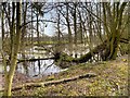 Pond in Gibson Wood