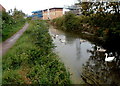 Swans and cygnets on the canal, Bridgwater