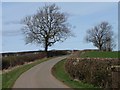 SE3899 : Tree alongside Long Lane by Christine Johnstone
