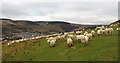 Sheep above the Rhondda Fawr valley