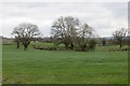 Fields near Dilwyn