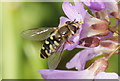 The hoverfly Eupeodes luniger, Waddicar, Melling