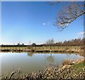 SP6919 : Pond at Brick Kiln Farm by Des Blenkinsopp