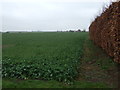 TF3518 : Crop field south of Joy's Bank by JThomas