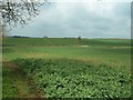 Vegetable Field near Grafton Smallholding