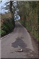 East Devon : Country Lane