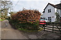 East Devon : Country Lane & Cottage