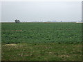 TF2613 : Crop field west of the A16 by JThomas