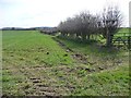 Field boundary, south side of Haggitt Hill Lane