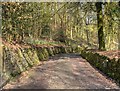 Woodland Path, Witton Country Park