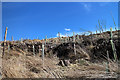 Forestry on Balquhandy Hill