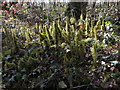 Interesting mossy growth near the Taff Trail