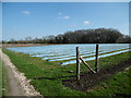 West Holme, nursery beds