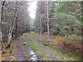 NH4946 : Forest track above Broallan by Alpin Stewart