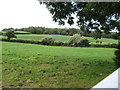 View across farmland to the woodlands of the Castleward Demesne