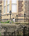 Cat in Redland #1