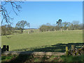 Field with fenced planted trees