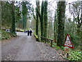 Forest path, Glenarm Forest