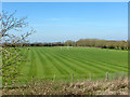 Recently mown playing fields