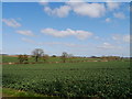 Yet More Oil Seed Rape