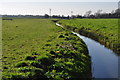 Sedgemoor : Grassy Field & Drain