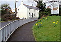 Daffodil bank and directions in Llantwit Major