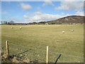 Sheep grazing at Kincraig