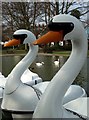 Swans at the boating lake