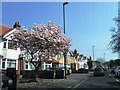 Magnolia, Burgess Road