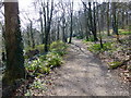 Path, Castle Coole