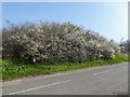 Blackthorn (Sloe) Blossom, Pickett