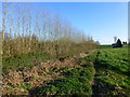 Field boundary of tall trees, south of Penrhos Farm