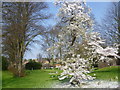 Blossom in St Michael